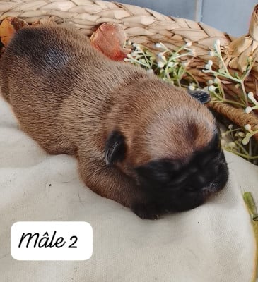 Les chiots de Bouledogue français