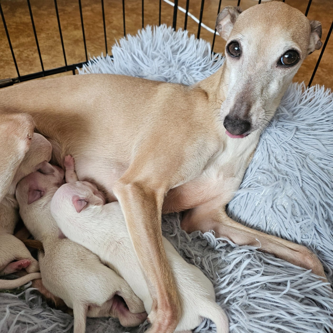 Petit Levrier Italien - Du Château Du Hohnack