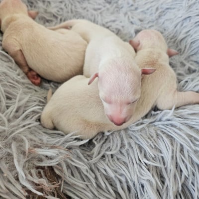 Les chiots de Petit Levrier Italien