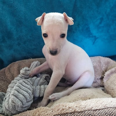 Les chiots de Petit Levrier Italien