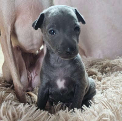 Les chiots de Petit Levrier Italien