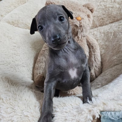 Les chiots de Petit Levrier Italien