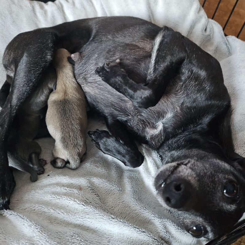 Petit Levrier Italien - Du Château Du Hohnack