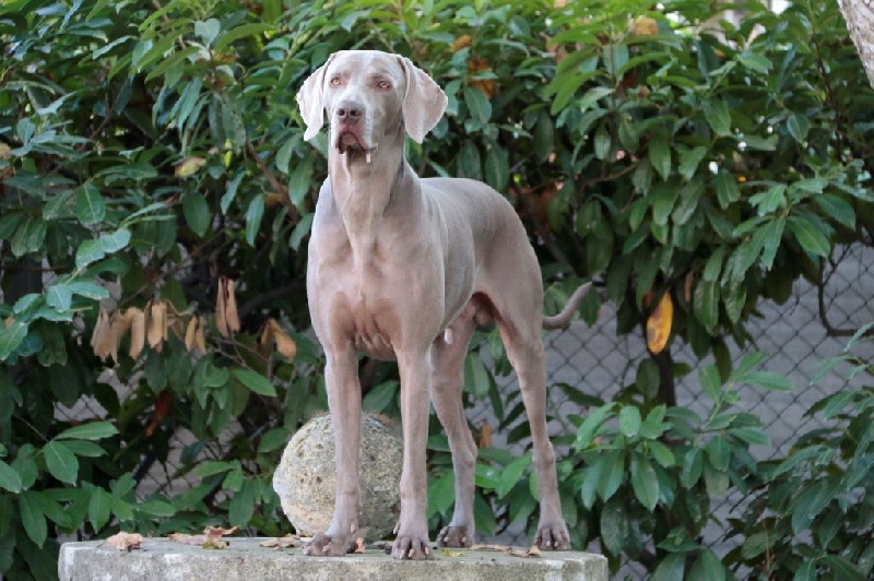 Publication : Du Domaine De Siege