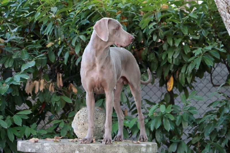 Publication : Du Domaine De Siege