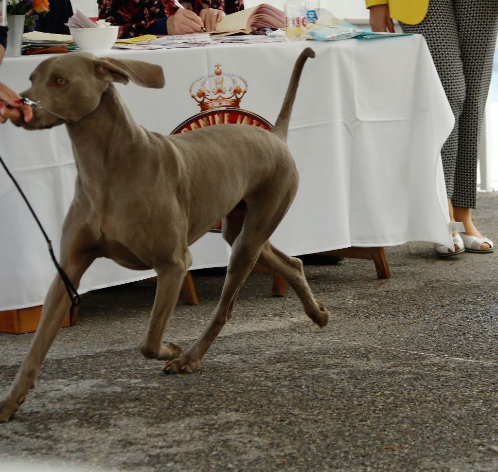 Hunter De La maison Des Oliviers - 3 ième excellent sur 5 en classe ouverte