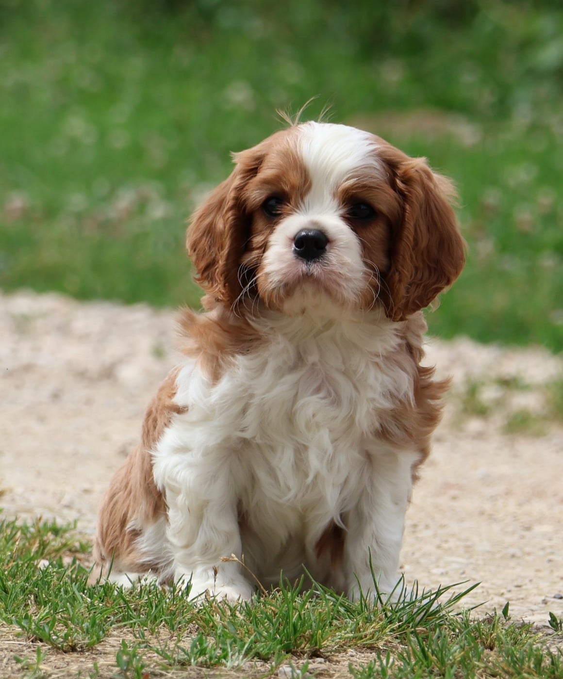Cavalier King Charles Spaniel - Des Collines d'Iowa