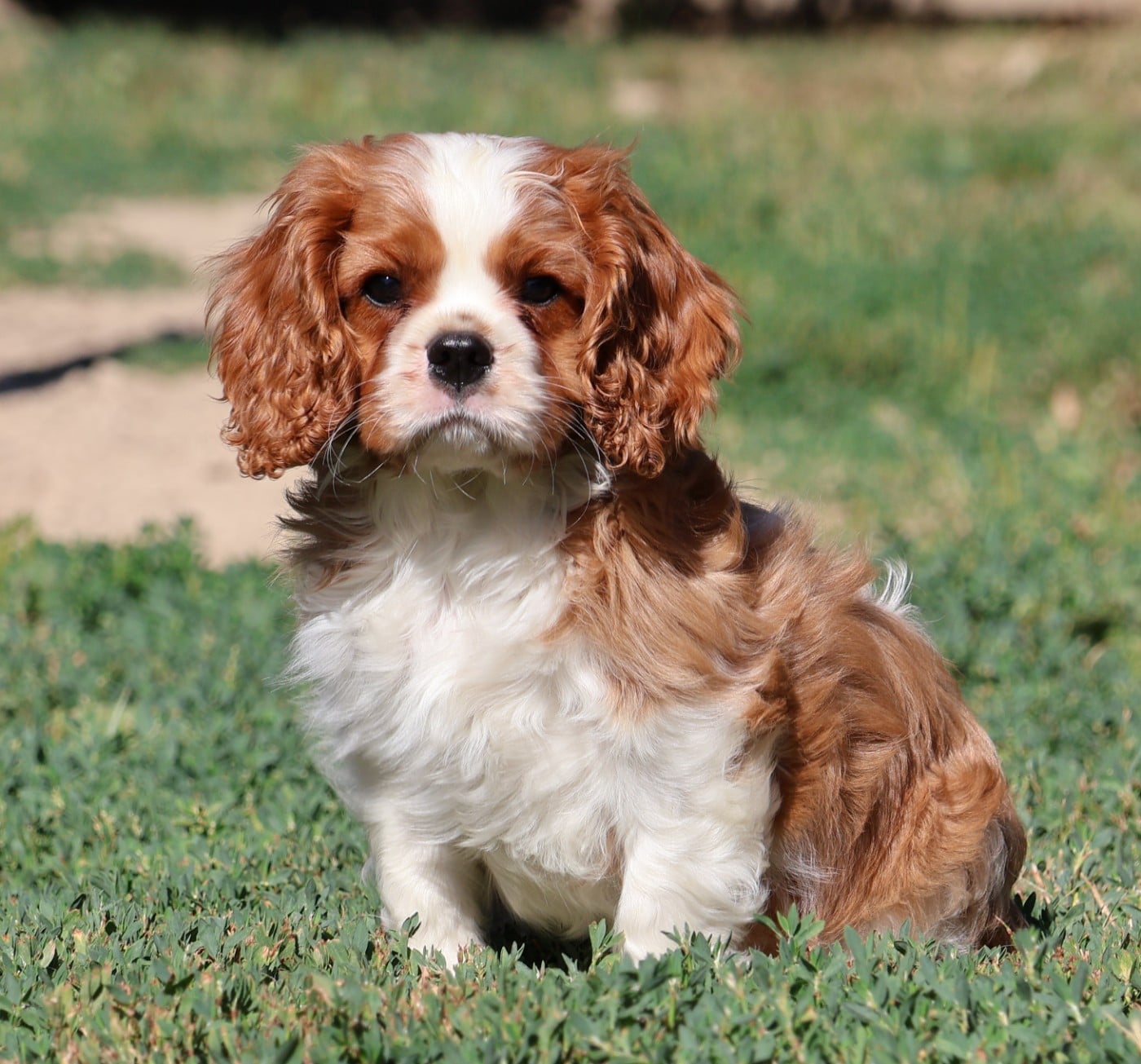 Cavalier King Charles Spaniel - Des Collines d'Iowa