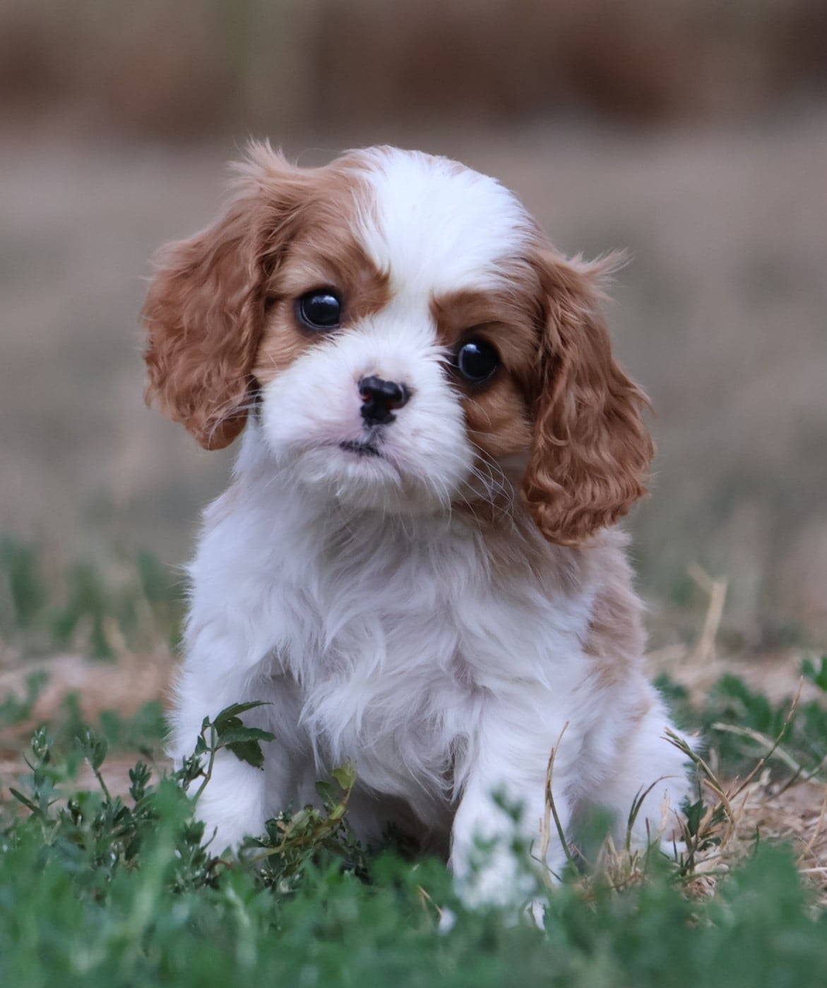 Chiot N°3