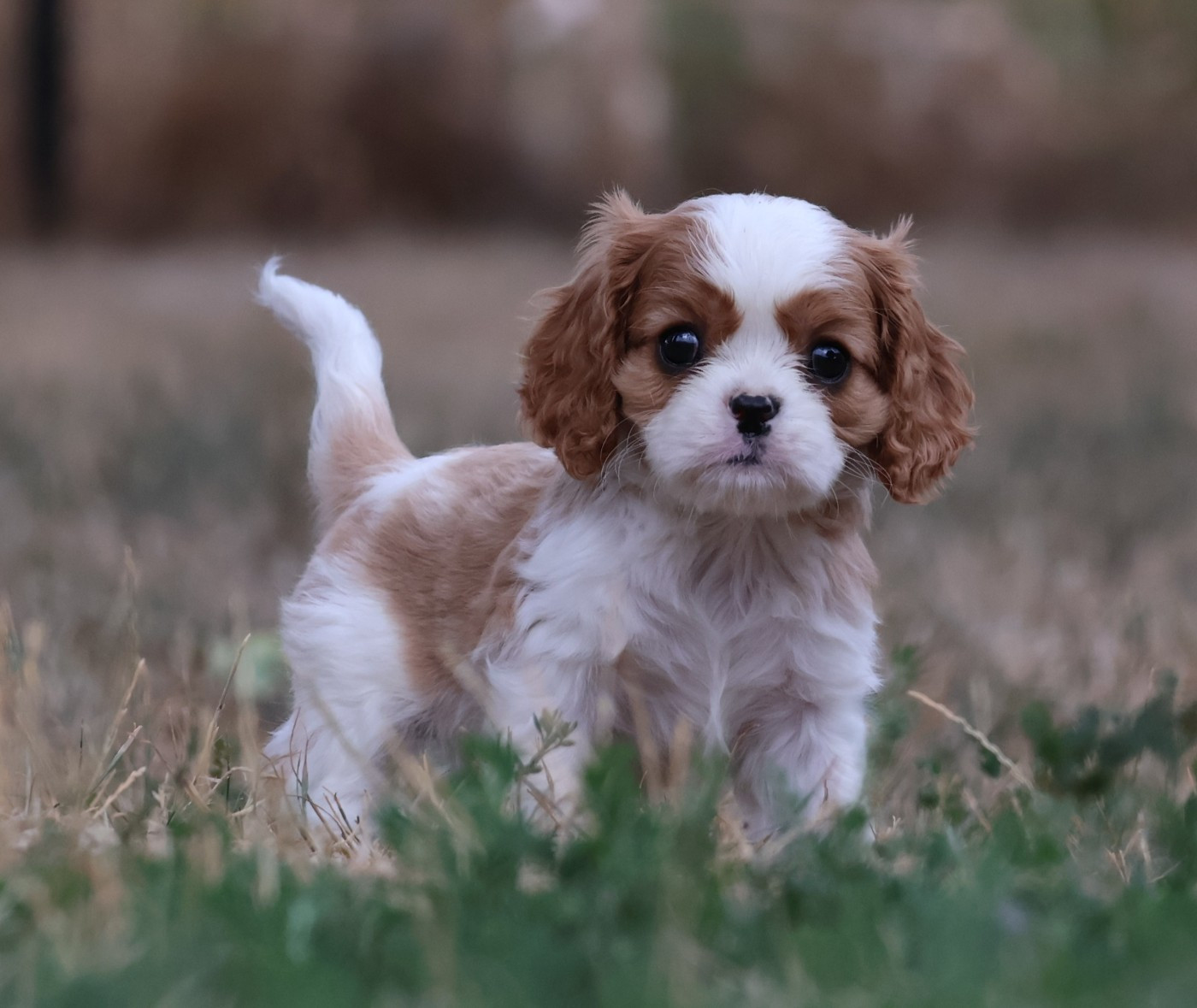 Chiot N°3