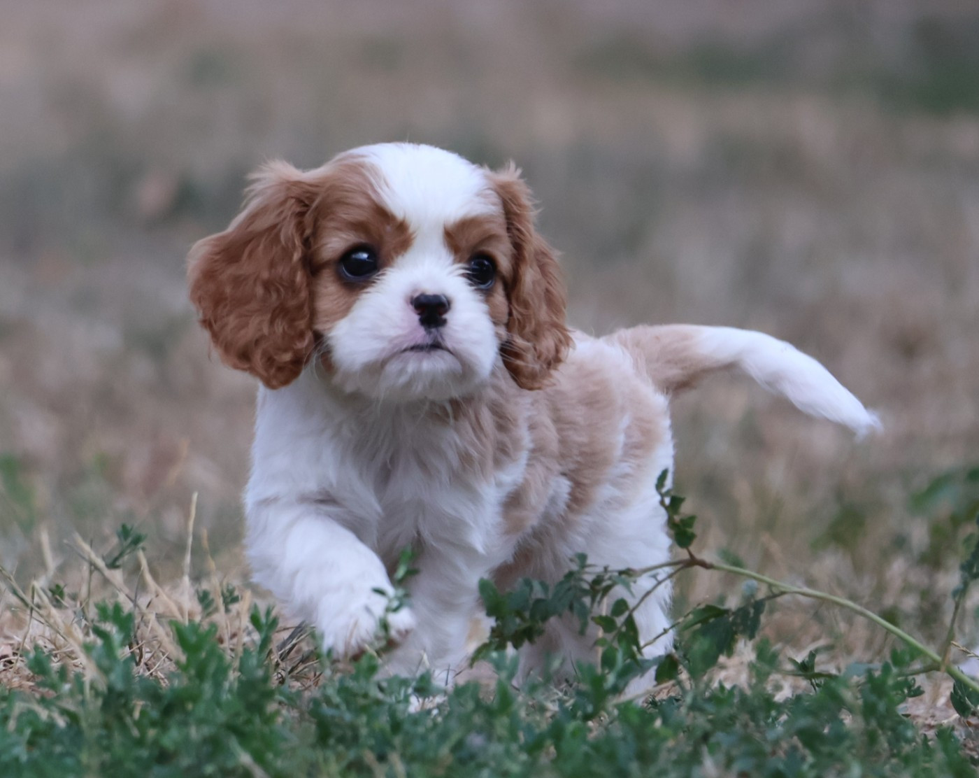 Chiot N°3