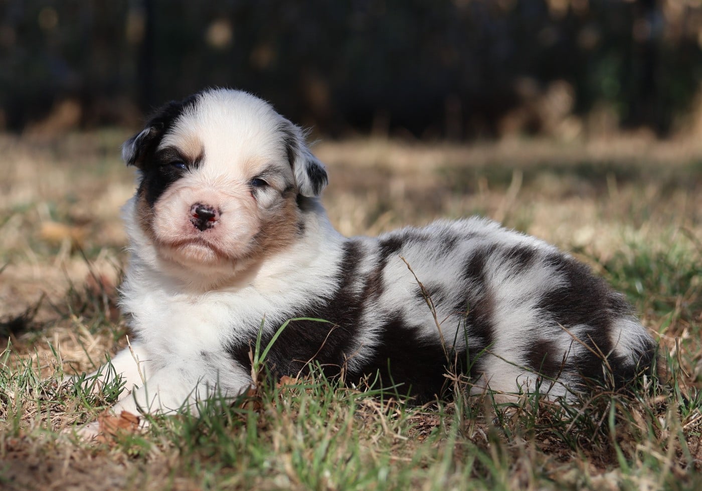 Chiot N°1
