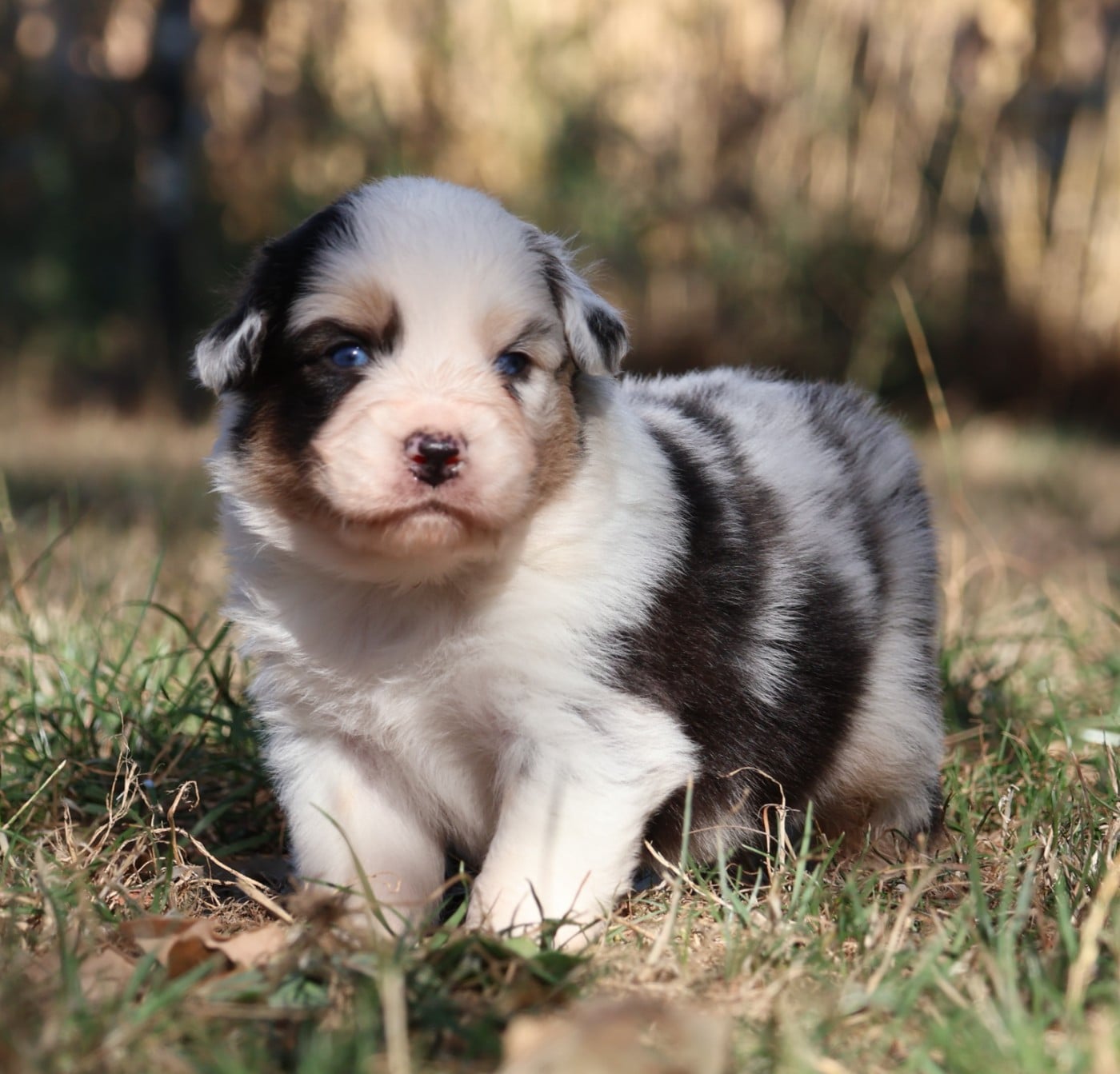 Chiot N°1