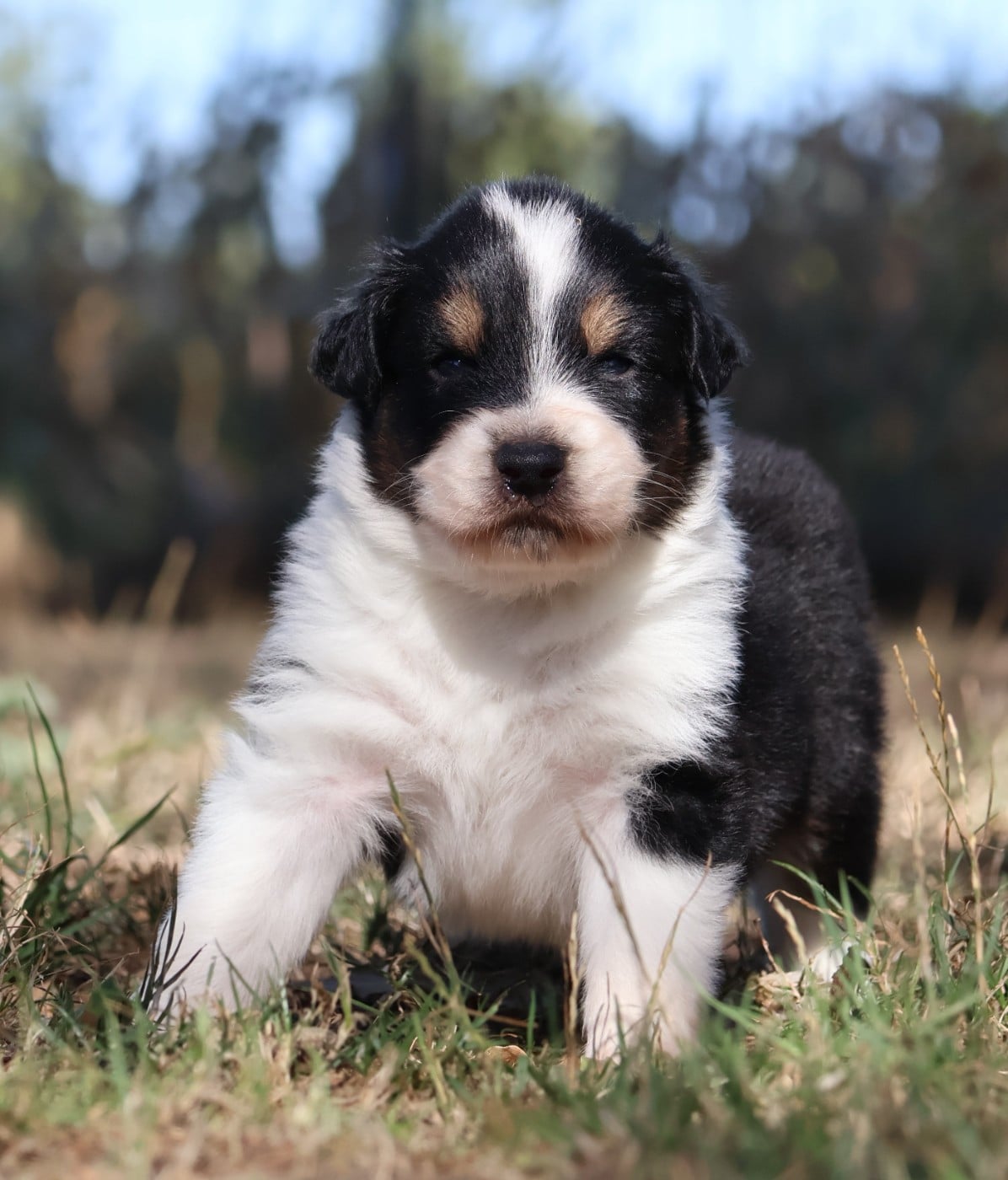 Chiot N°2