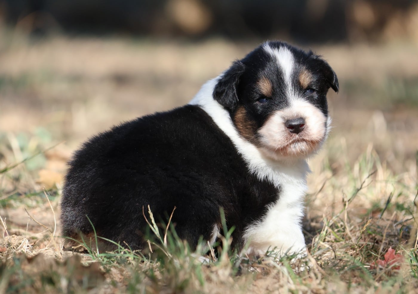Chiot N°2