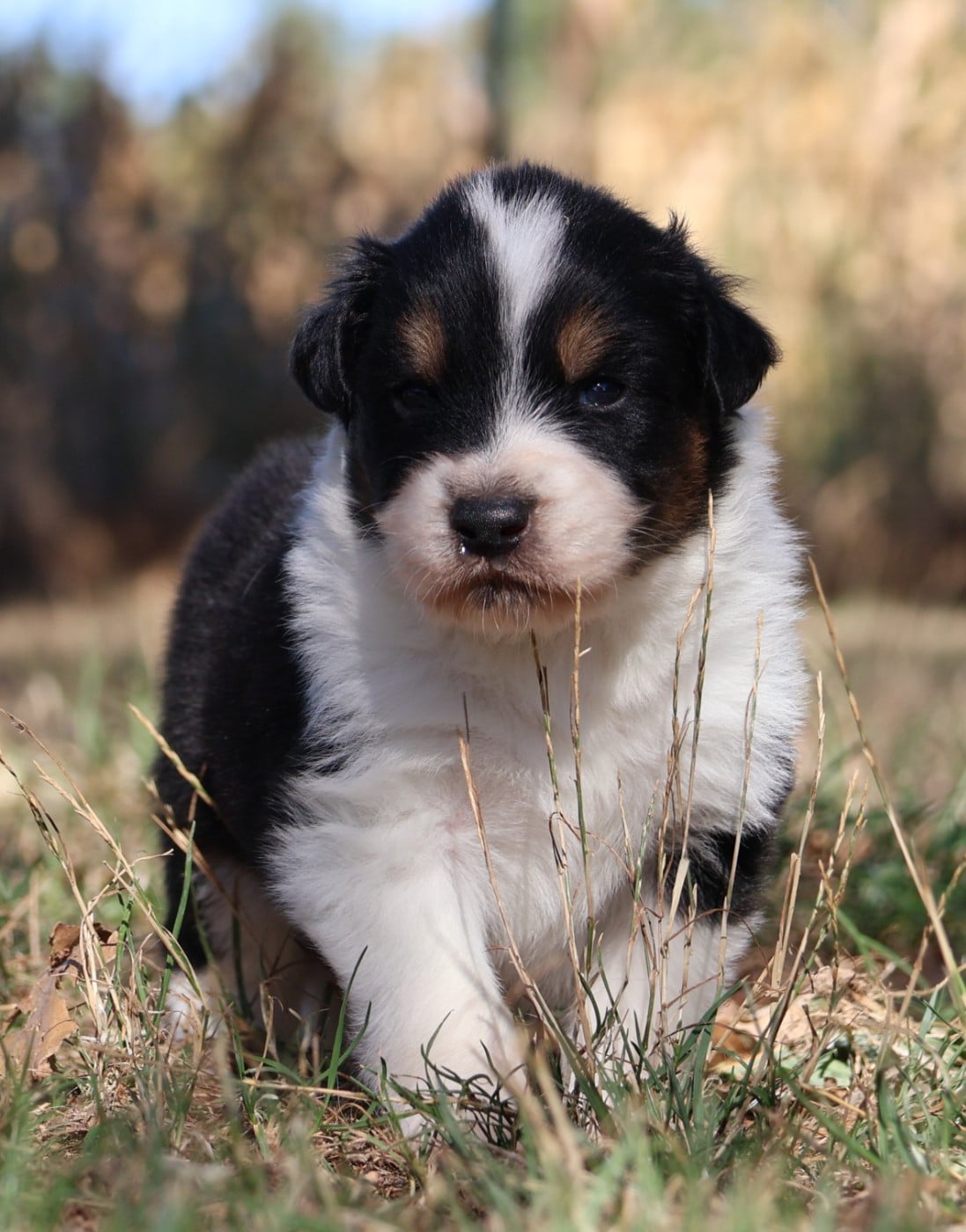 Chiot N°2