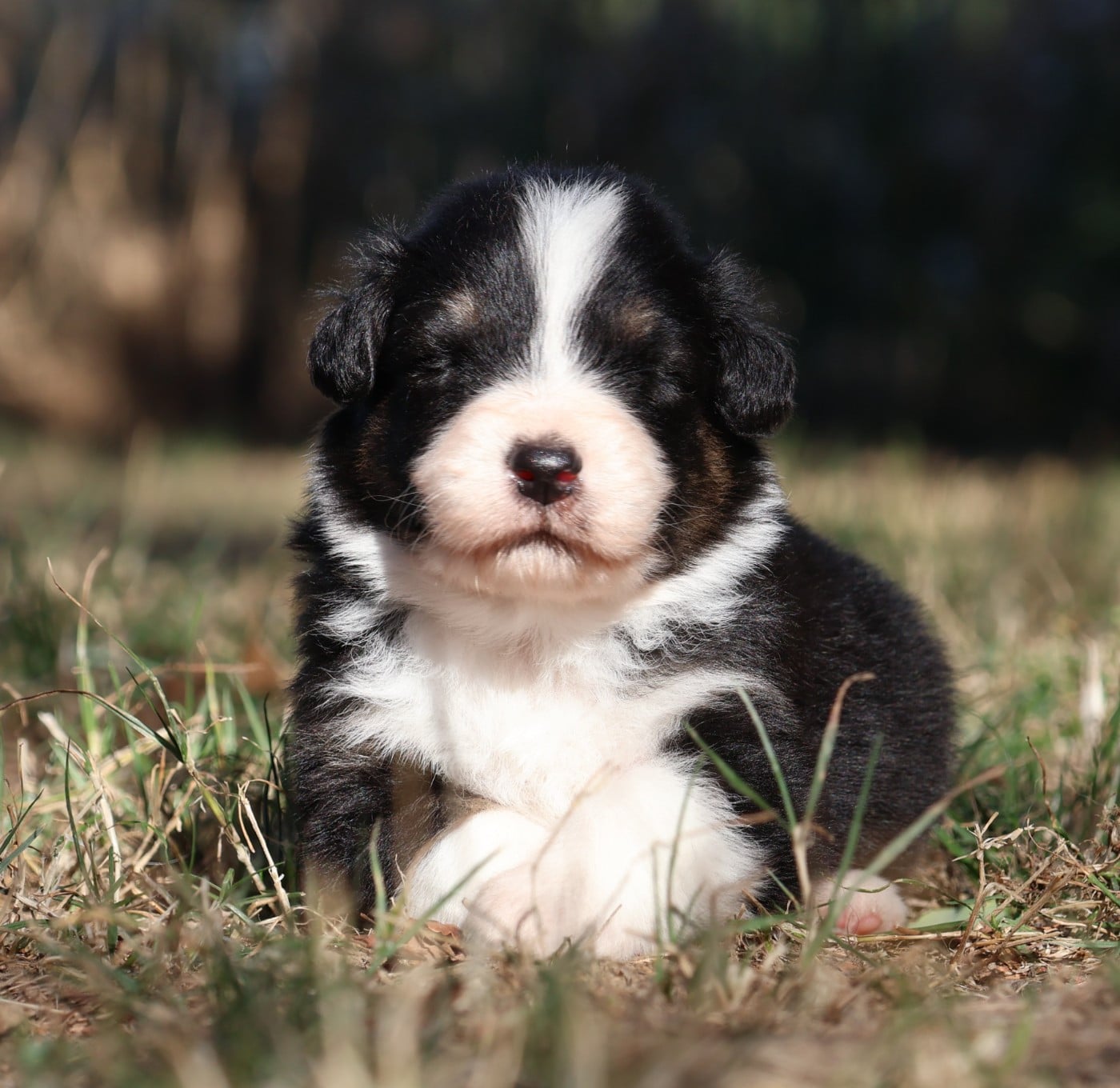 Chiot N°3