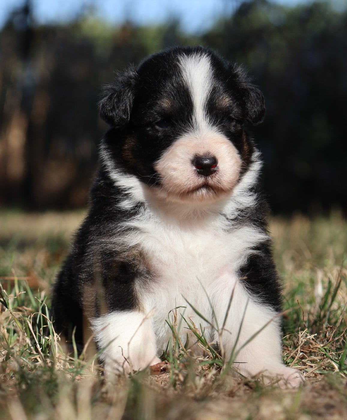 Chiot N°3