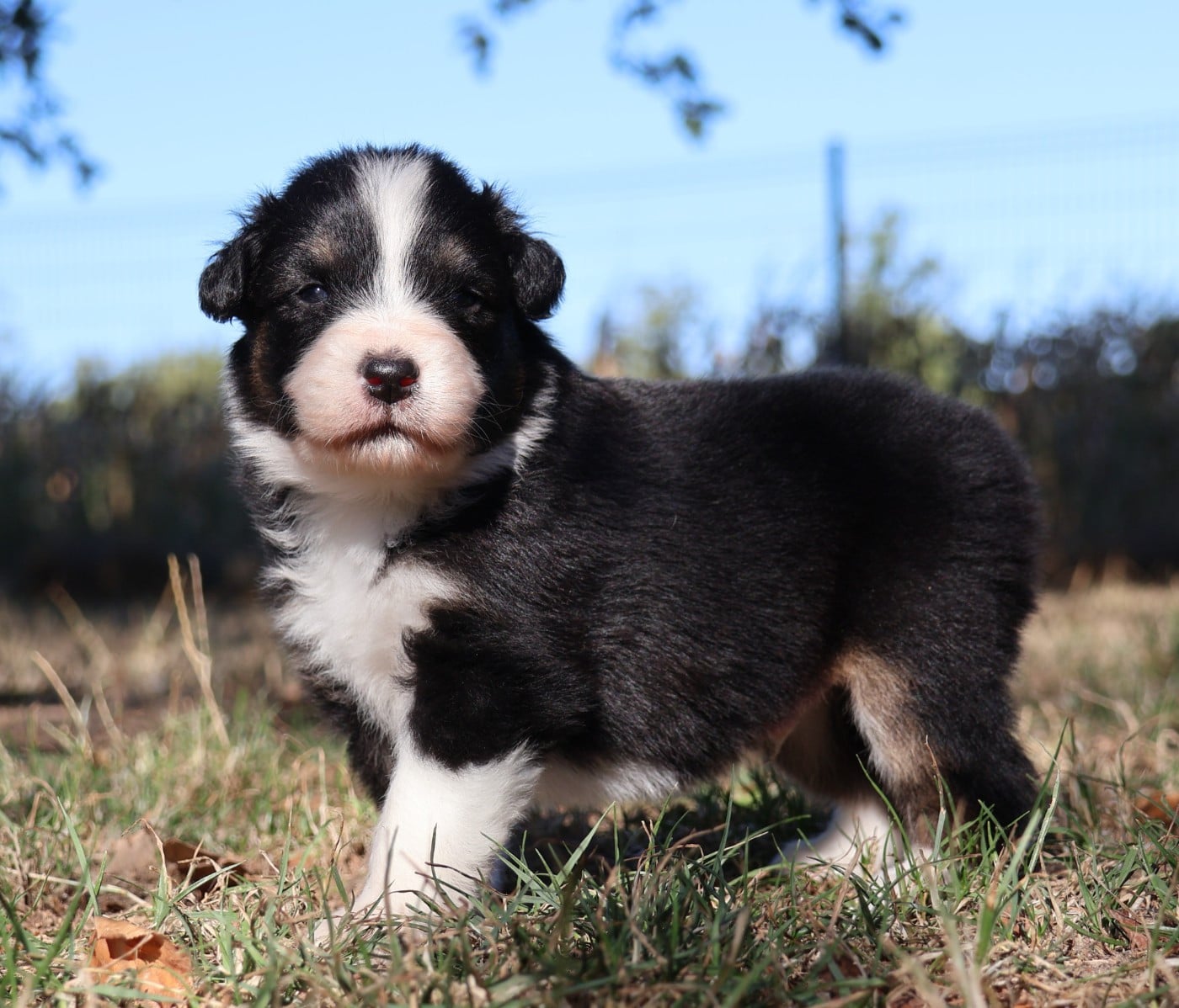 Chiot N°3