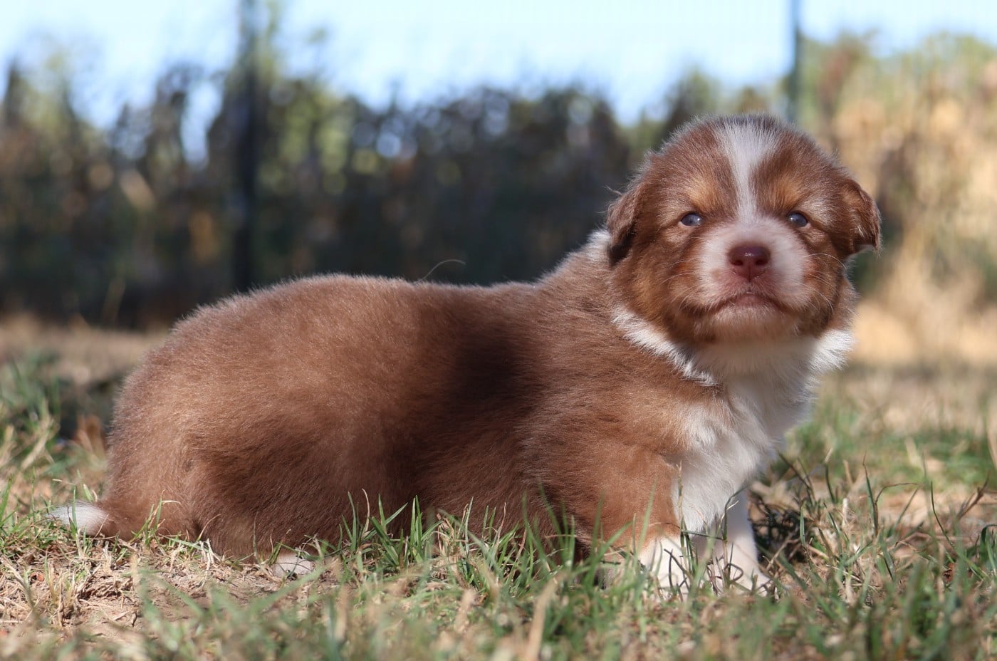Chiot N°4