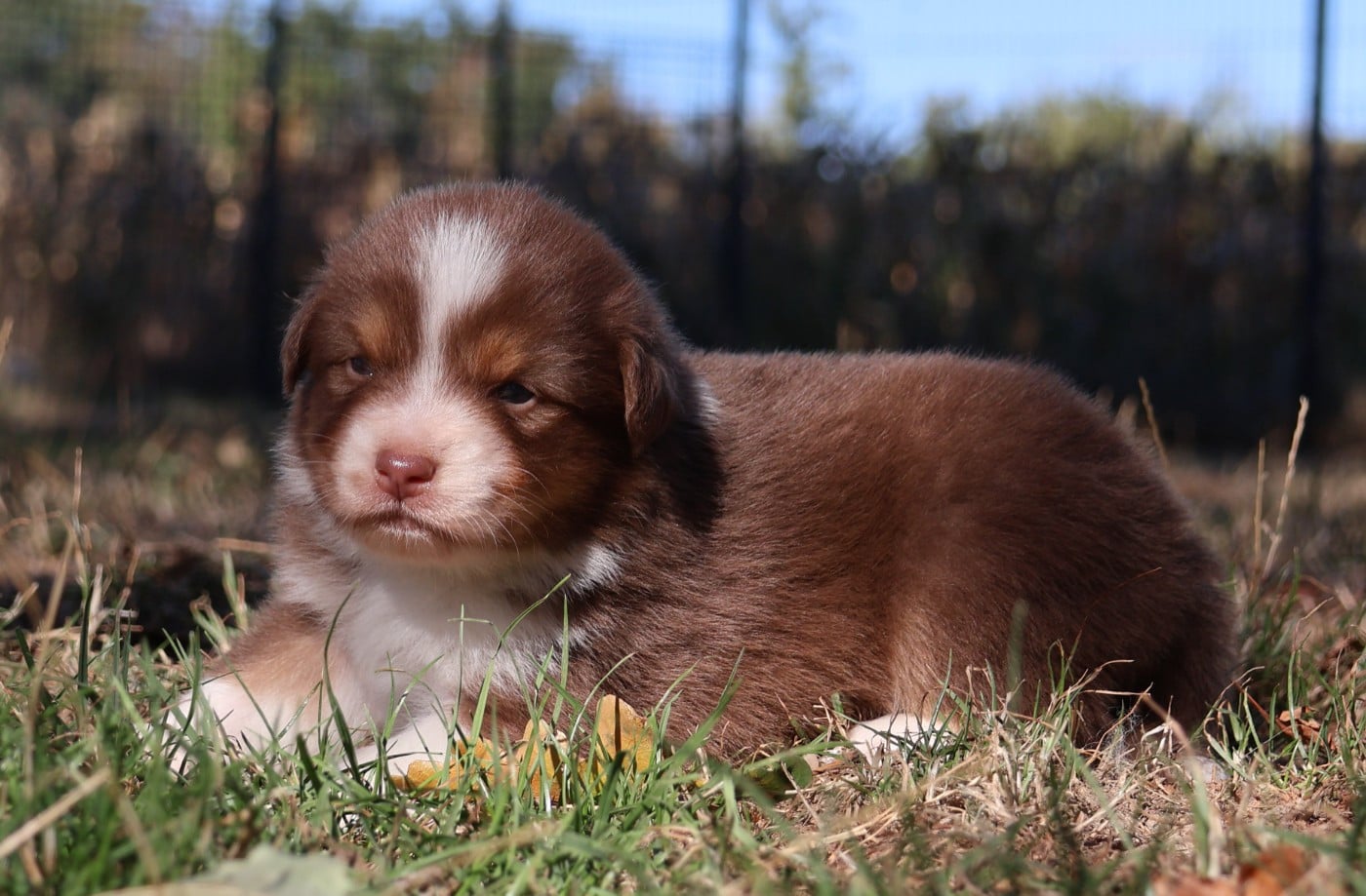 Chiot N°4