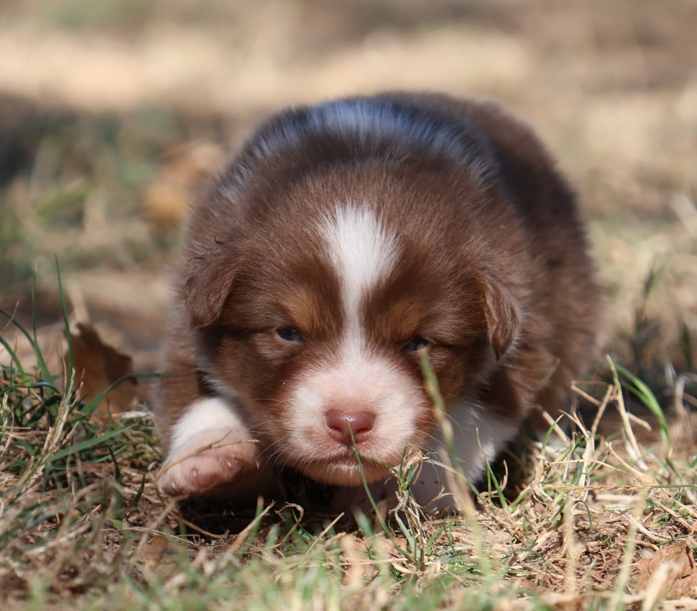 Chiot N°4