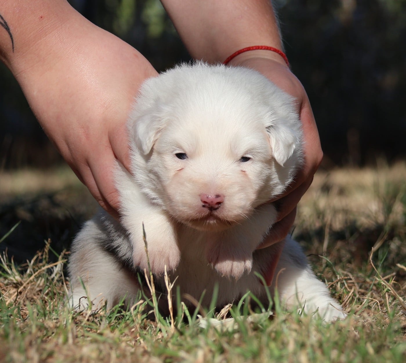 Chiot N°5