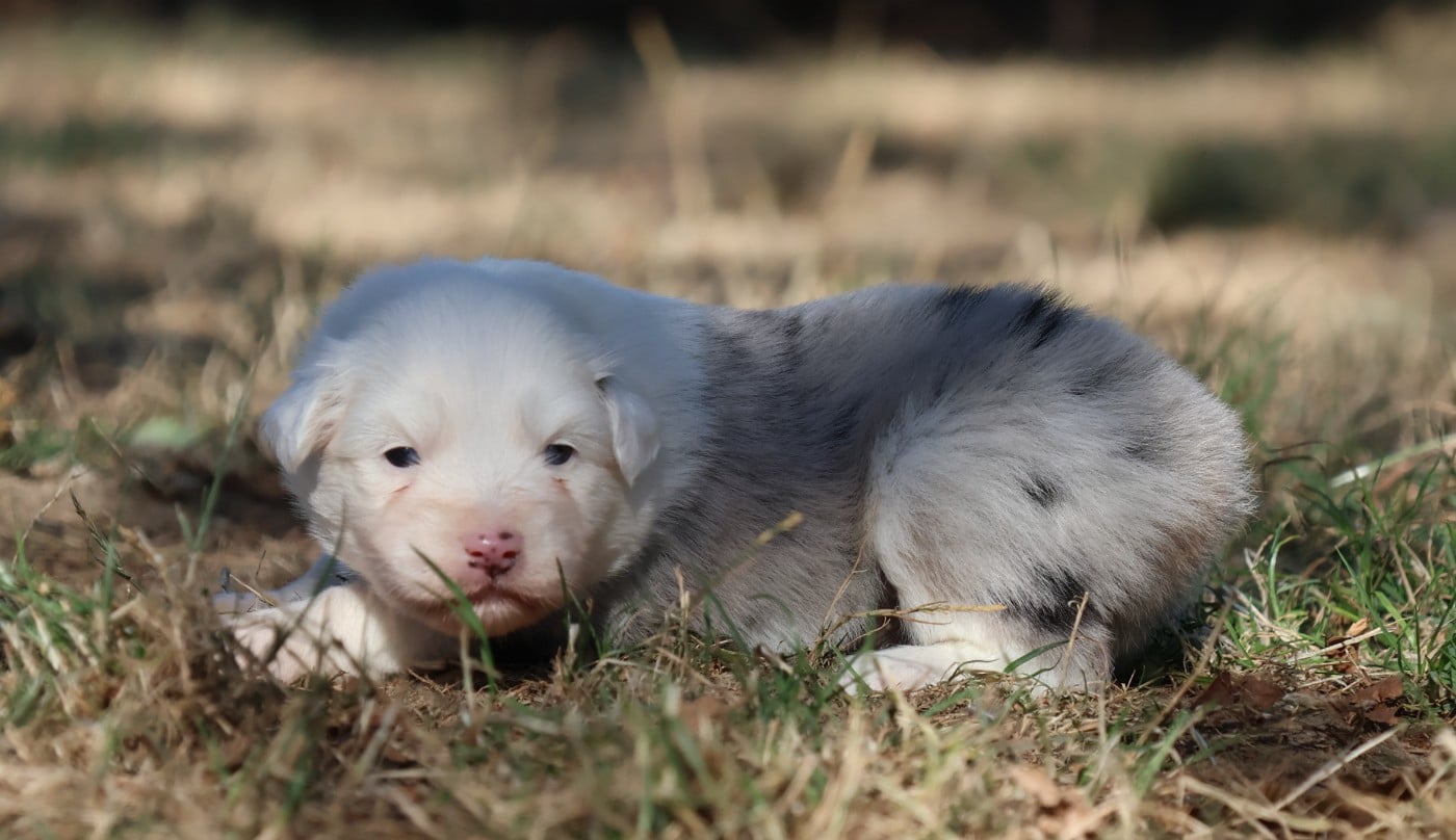 Chiot N°5