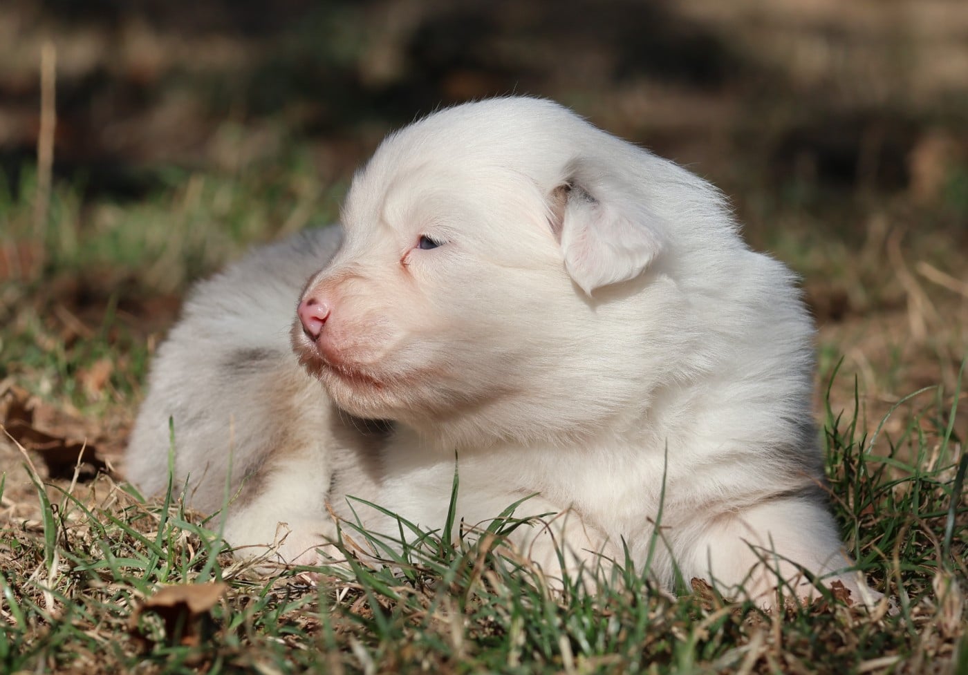 Chiot N°5