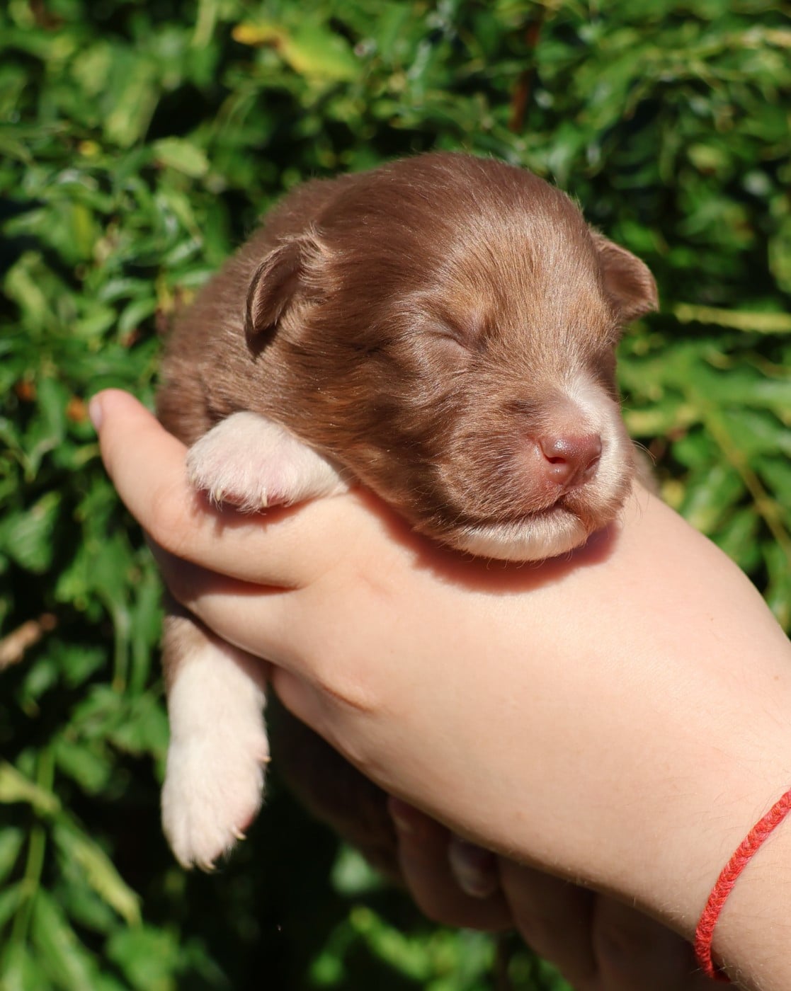 Chiot N°1
