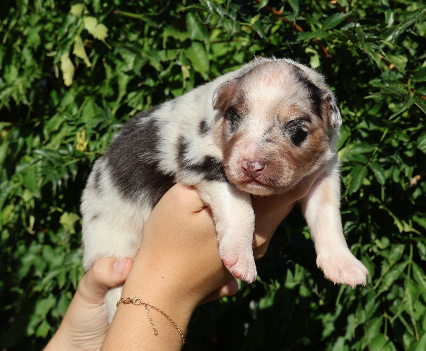 Chiot N°2