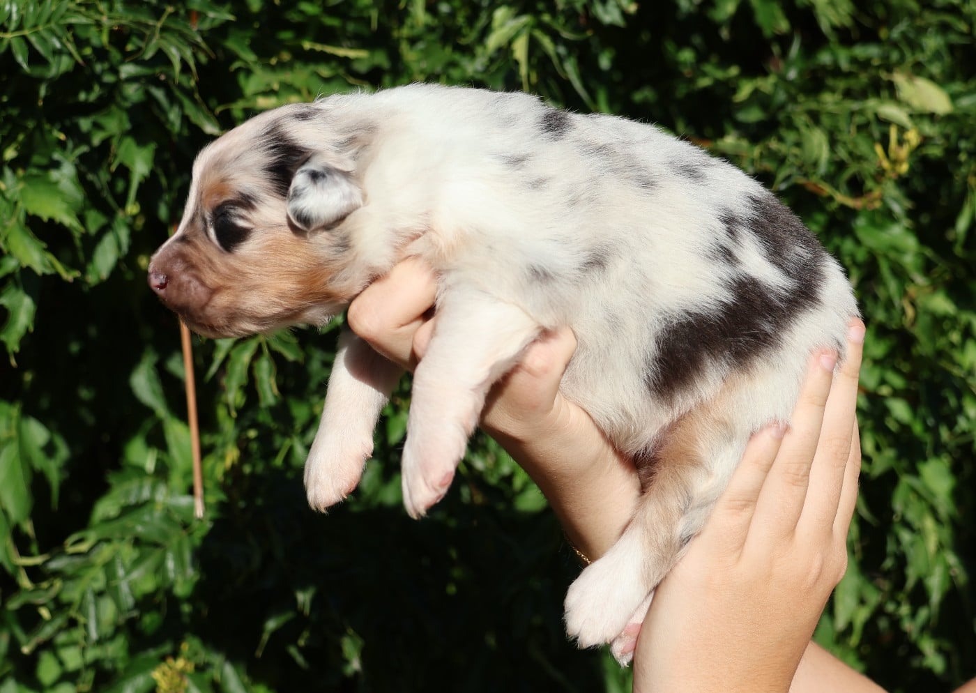 Chiot N°2