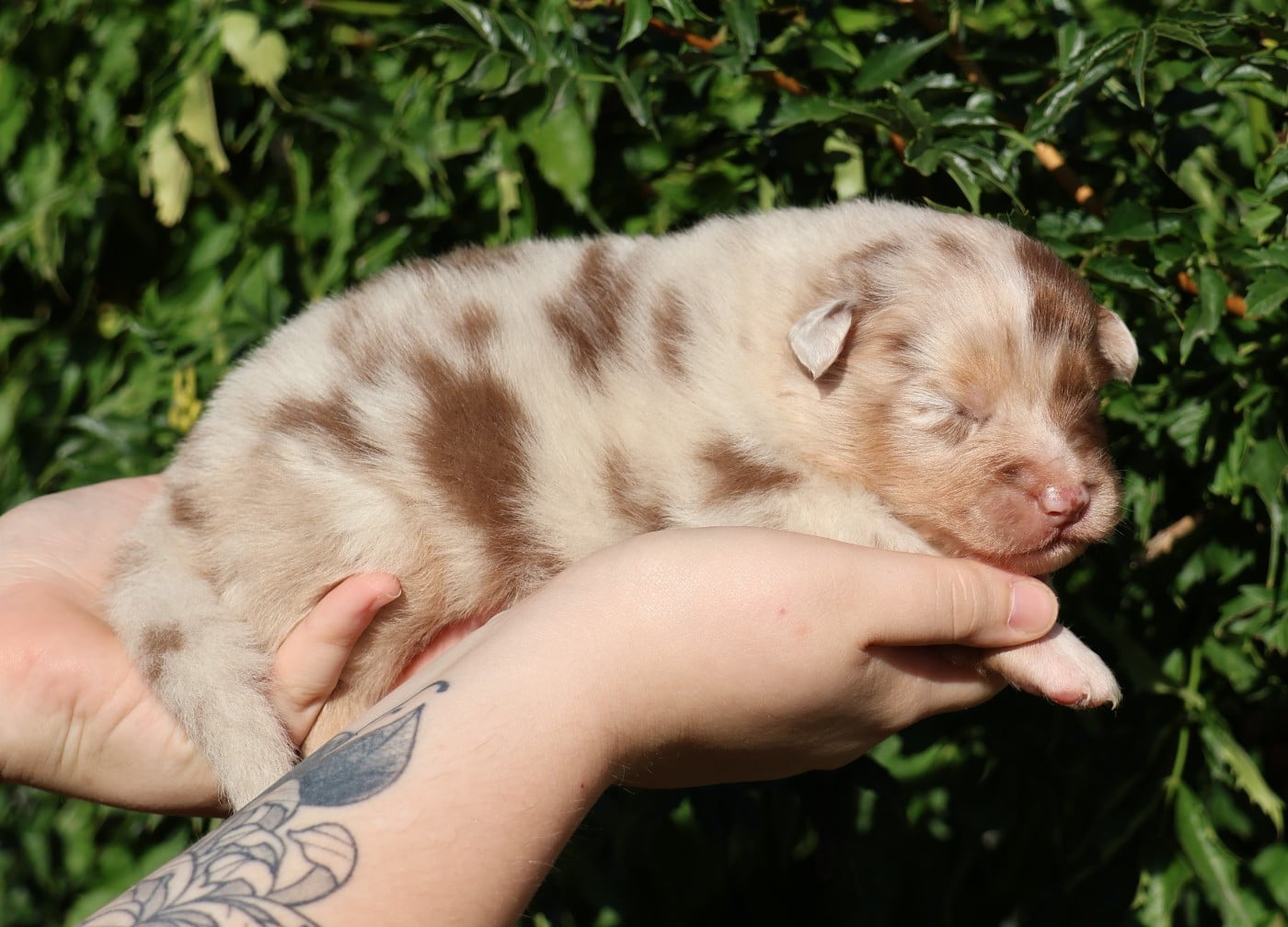 Chiot N°3