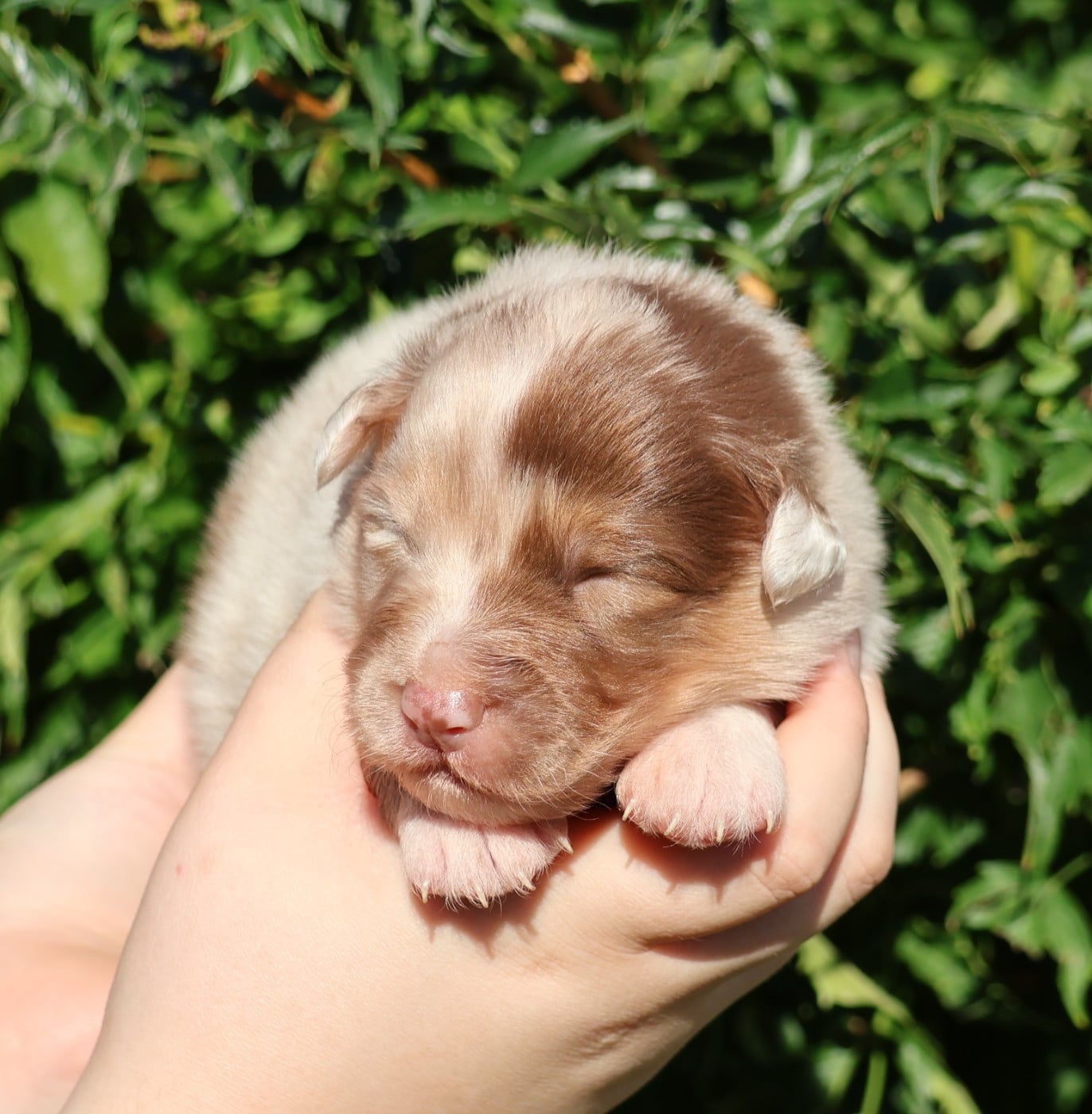 Chiot N°3