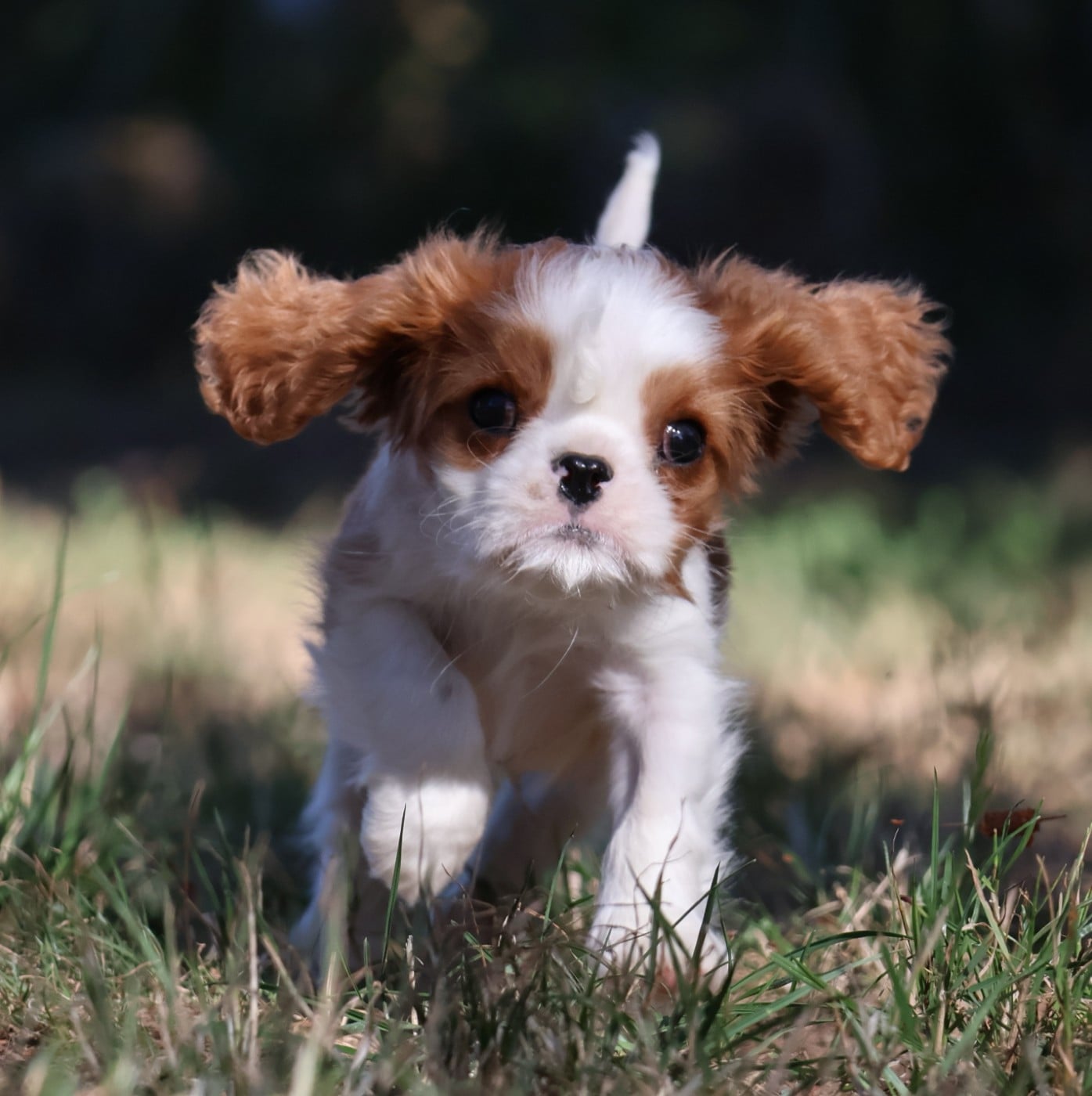 Cavalier King Charles Spaniel - Des Collines d'Iowa