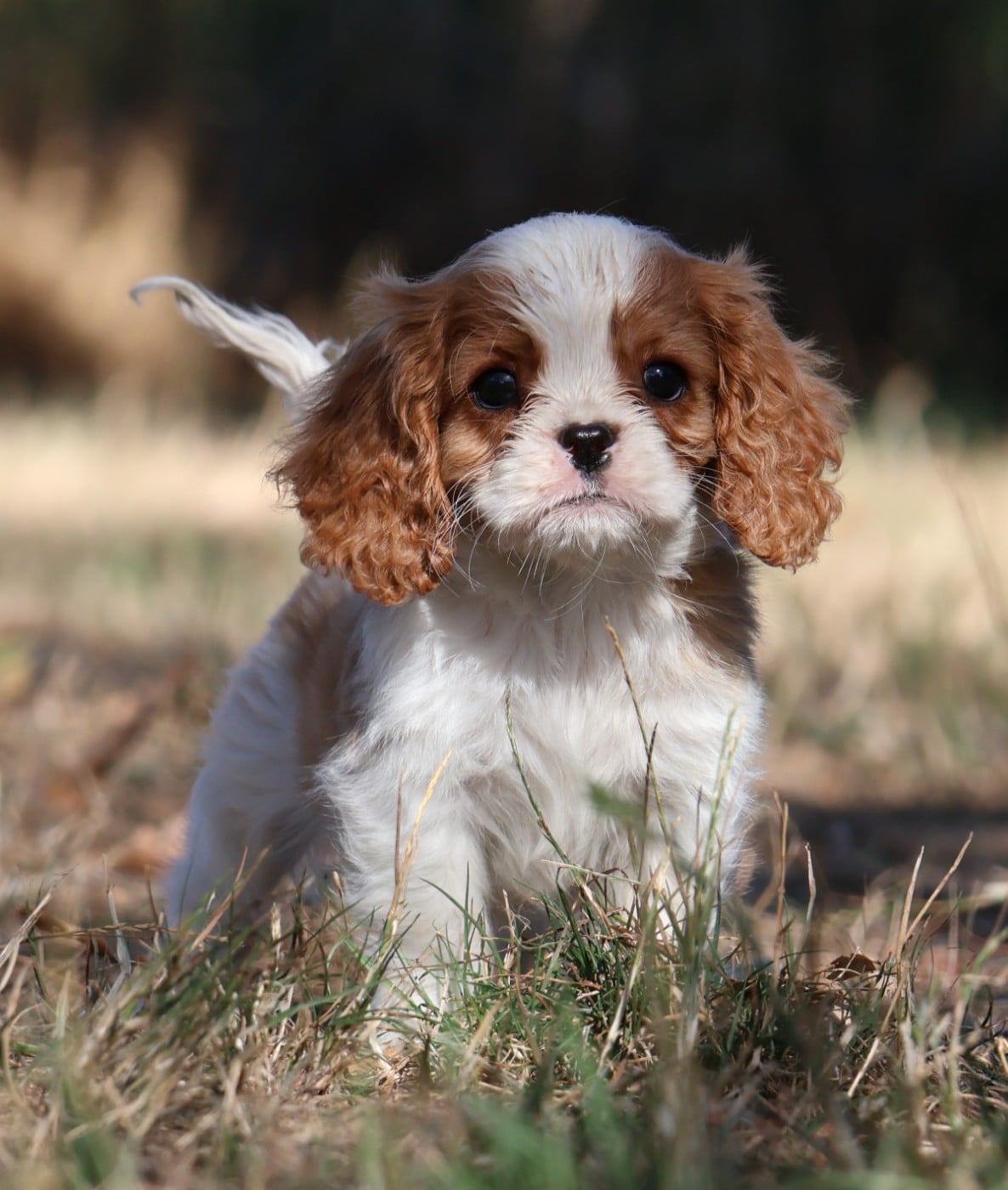 BENJI