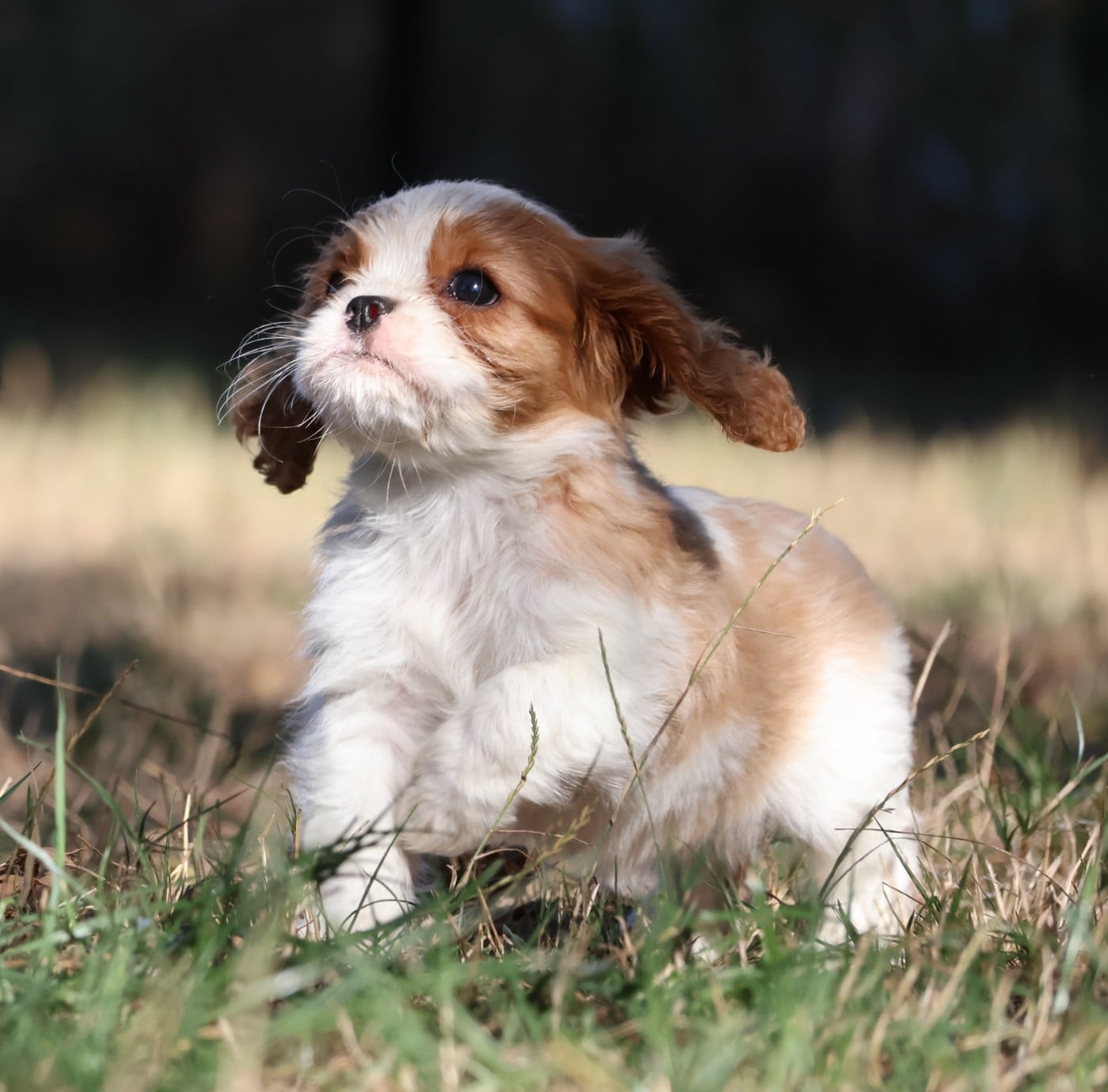 BENJI