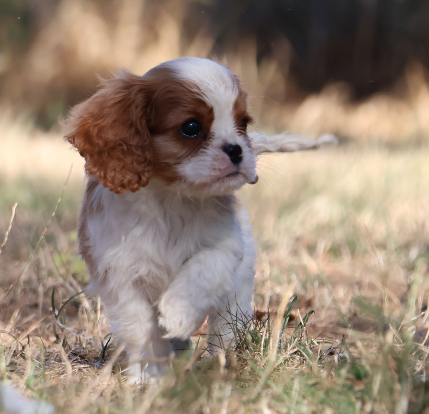 BENJI
