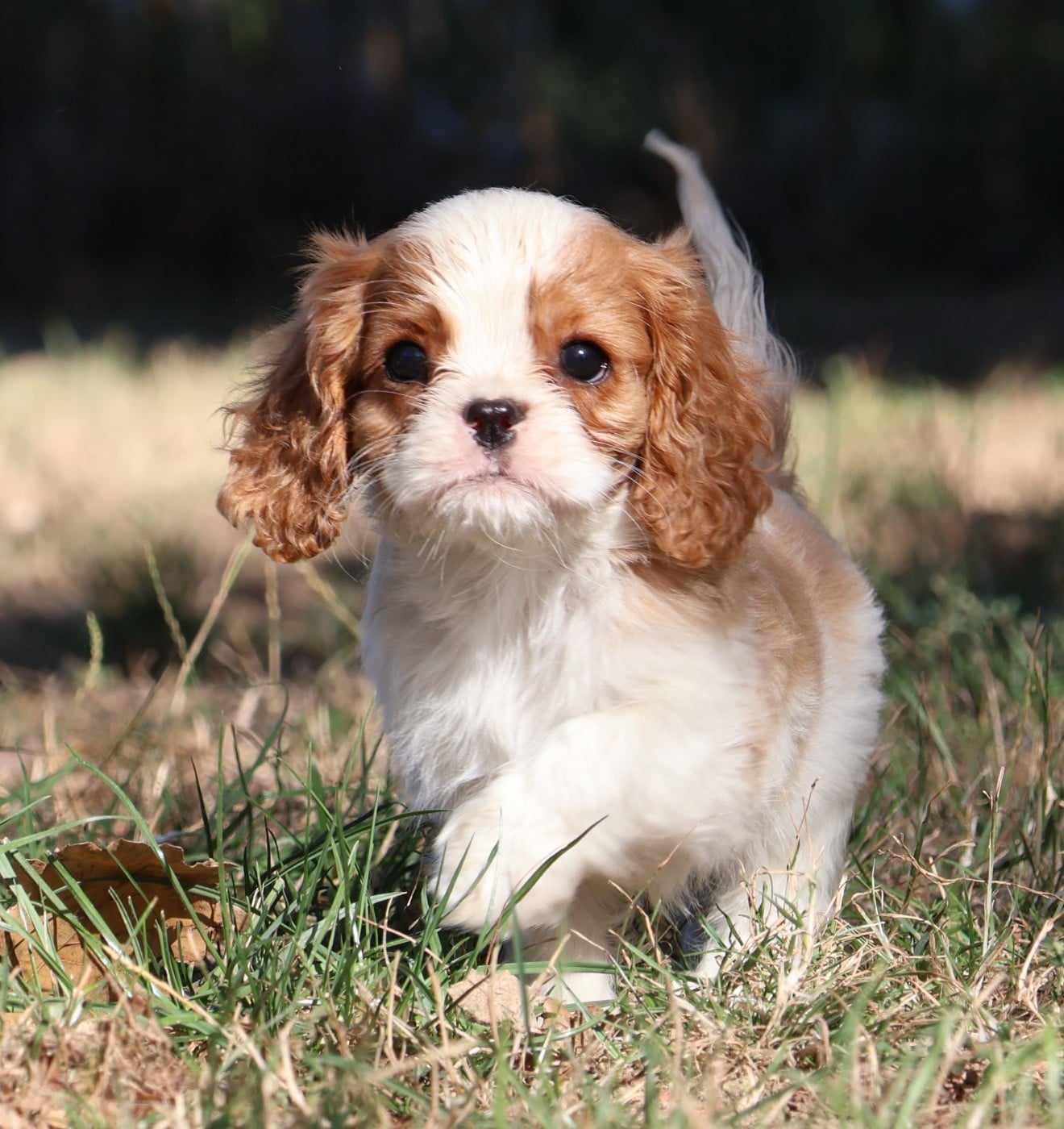 BENJI