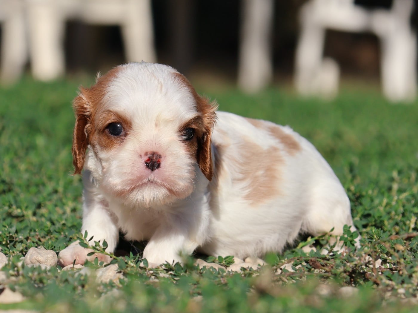 Cavalier King Charles Spaniel - Des Collines d'Iowa