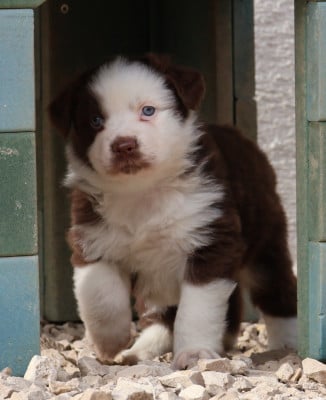 Les chiots de Berger Australien