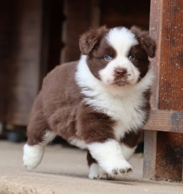 Les chiots de Berger Australien