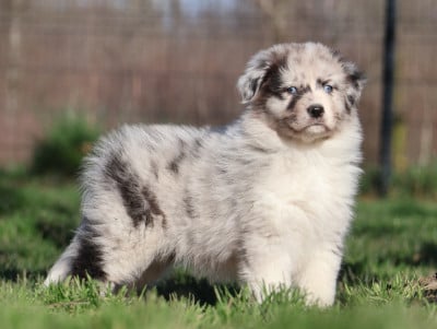 Les chiots de Berger Australien