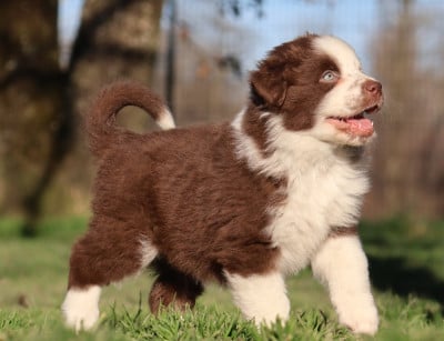 Les chiots de Berger Australien