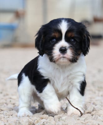 Les chiots de Cavalier King Charles Spaniel