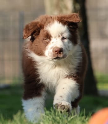 Les chiots de Berger Australien