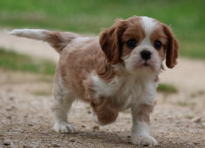 Les chiots de Cavalier King Charles Spaniel