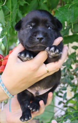 Les chiots de Cao Fila de São Miguel