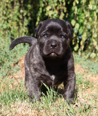Les chiots de Cao Fila de São Miguel