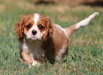 Les chiots de Cavalier King Charles Spaniel